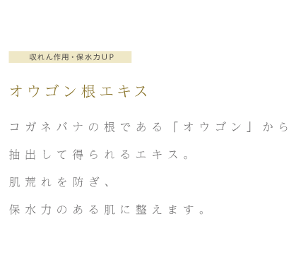 収れん作用・保水力ＵＰ オウゴン根エキス コガネバナの根である「オウゴン」から抽出して得られるエキス。肌荒れを防ぎ、保水力のある肌に整えます。