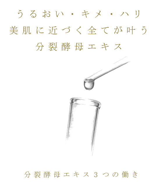 うるおい・キメ・ハリ美肌に近づく全てが叶う分裂酵母エキス 分裂酵母エキス3つの働き